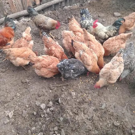 Plisi I Bardhe Agroturizem * Gjelaj