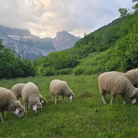 Plisi I Bardhe Agroturizem Casa rural Gjelaj