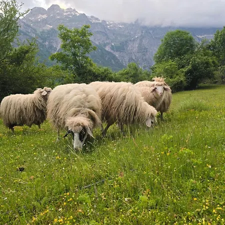 Plisi I Bardhe Agroturizem Casa rural *